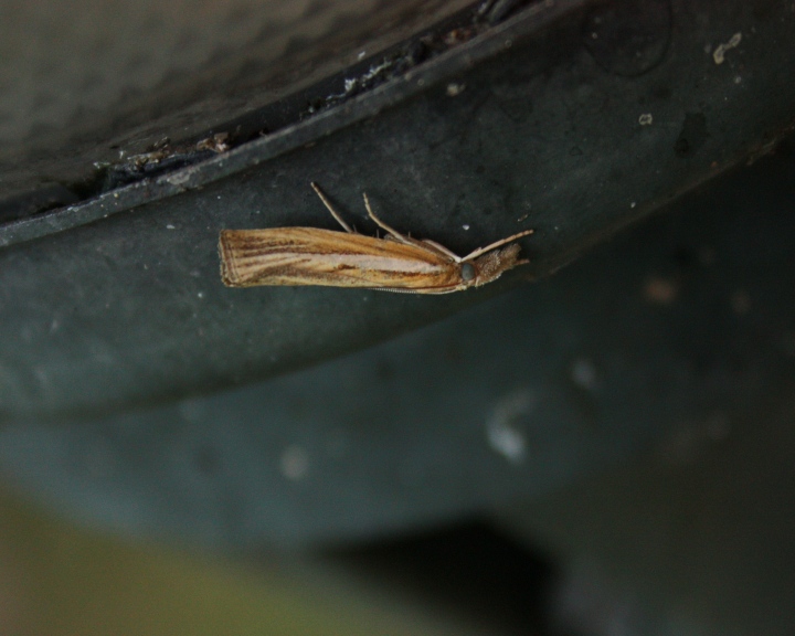 CRAMBIDE : Agriphila tristella?